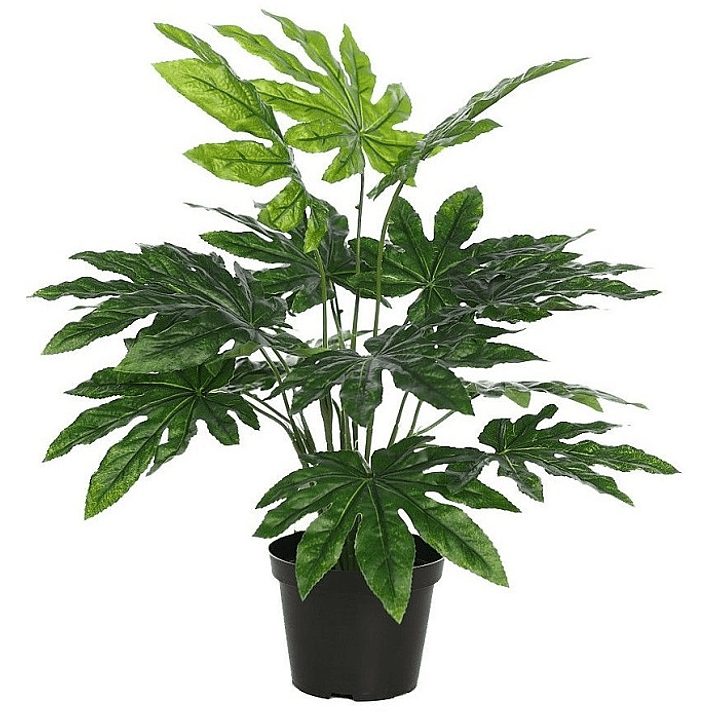 Plantas RV - Aralia Tamaño L (retiro en tienda) 1