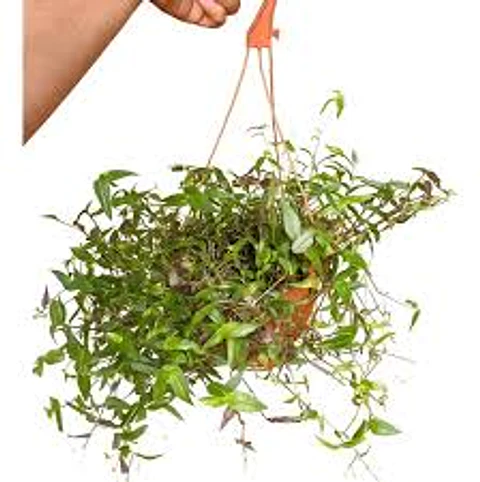 Plantas RV - Velo de Novia