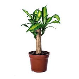 Plantas RV - Palo de agua