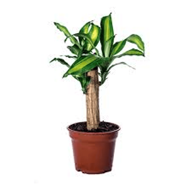 Plantas RV - Palo de agua 1