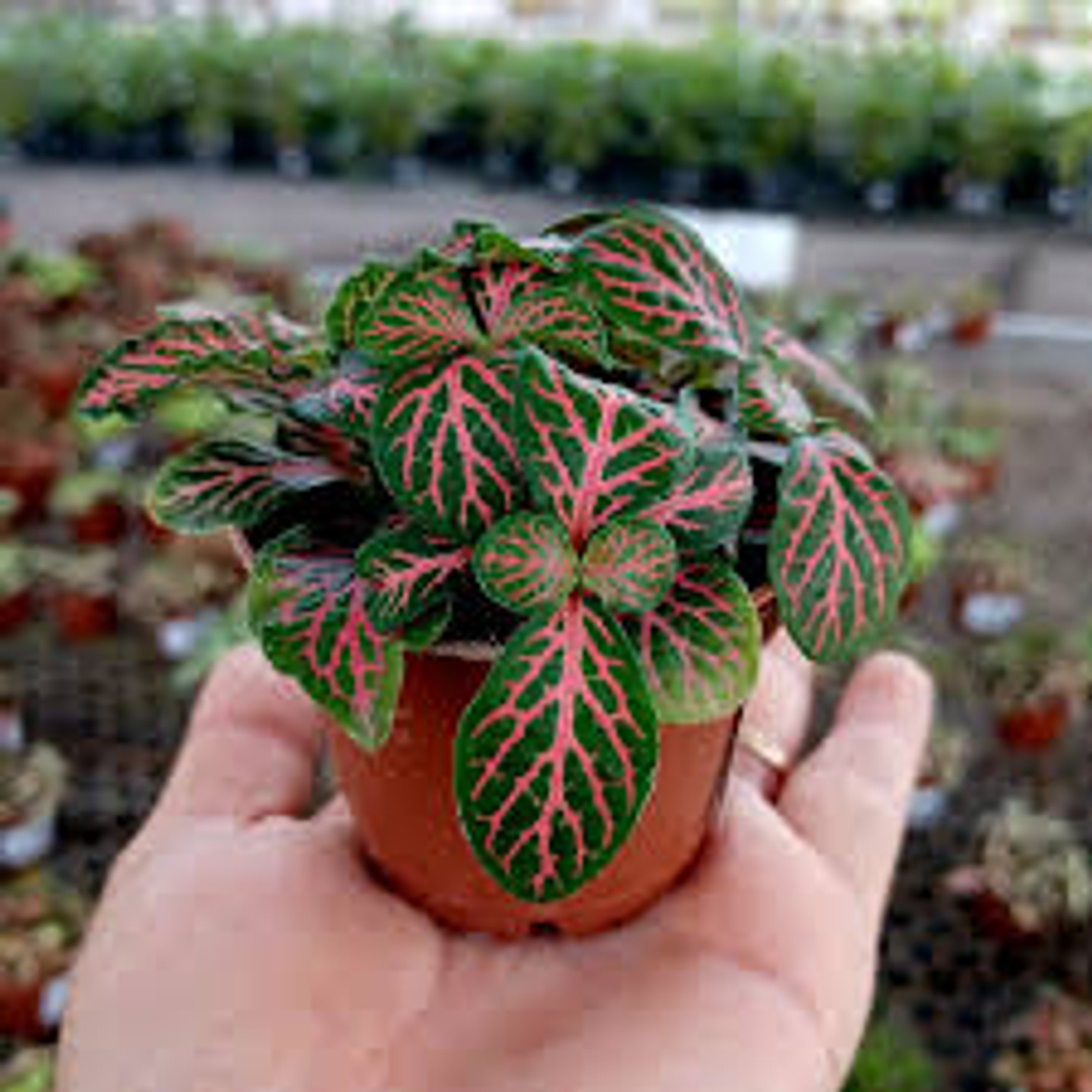 Plantas RV - Fitonia tamaño S 1