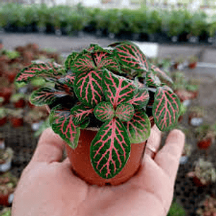 Plantas RV - Fitonia tamaño S