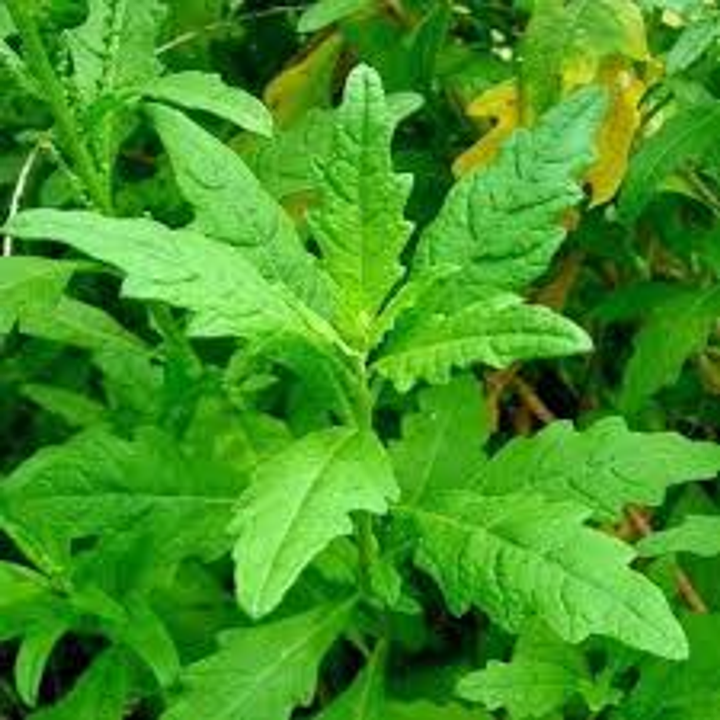 Plantas RV - Paico tamaño S  1