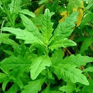 Plantas RV - Paico tamaño S 