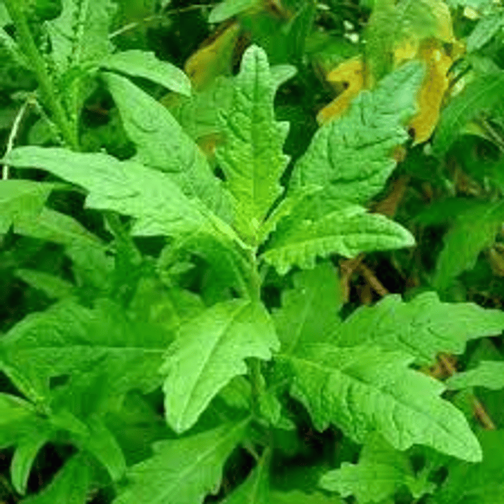 Plantas RV - Paico tamaño S  1