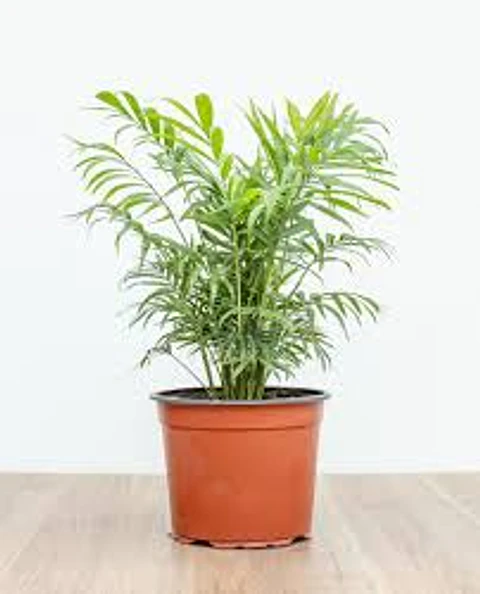 Plantas RV - Chamadorea tamaño M 