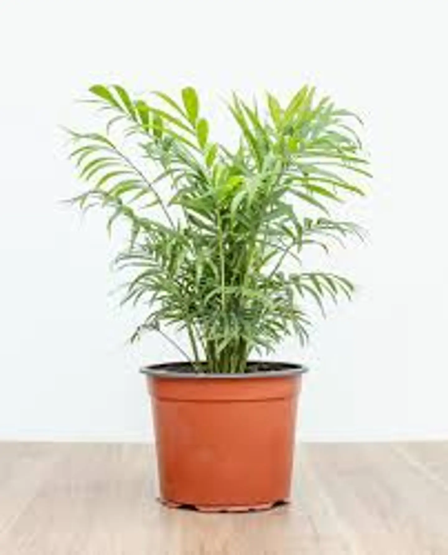 Plantas RV - Chamadorea tamaño M  1