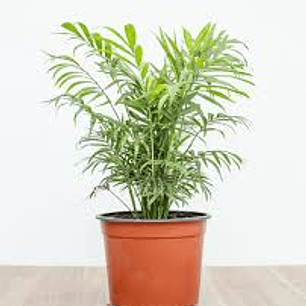 Plantas RV - Chamadorea tamaño M 