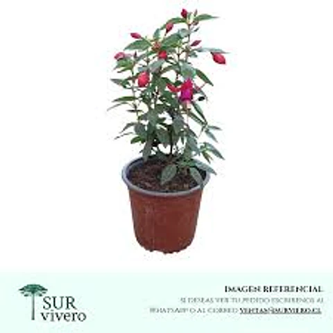 Plantas RV - Fucsia tamaño S 