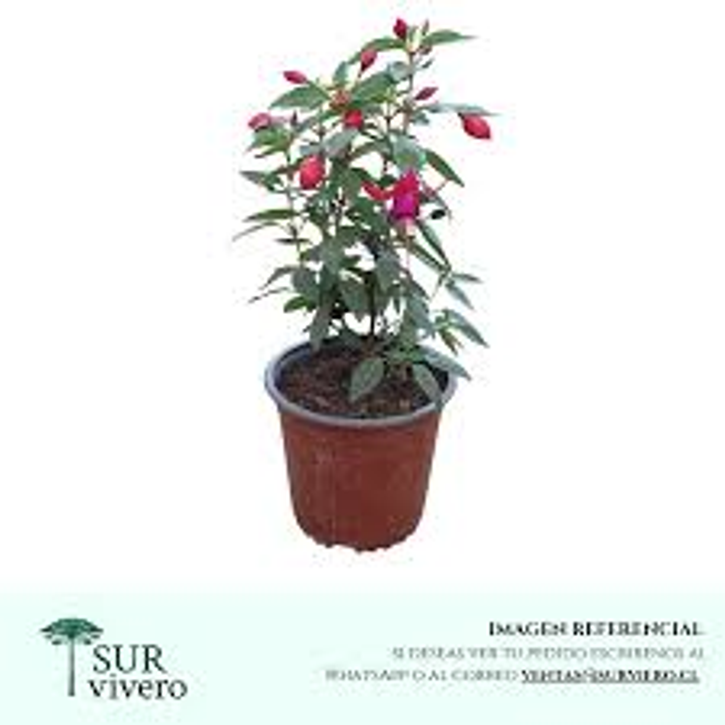 Plantas RV - Fucsia tamaño S  1