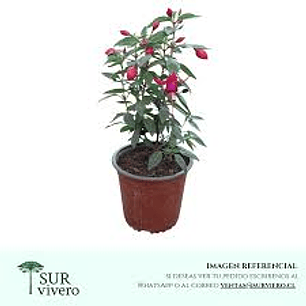 Plantas RV - Fucsia tamaño S 