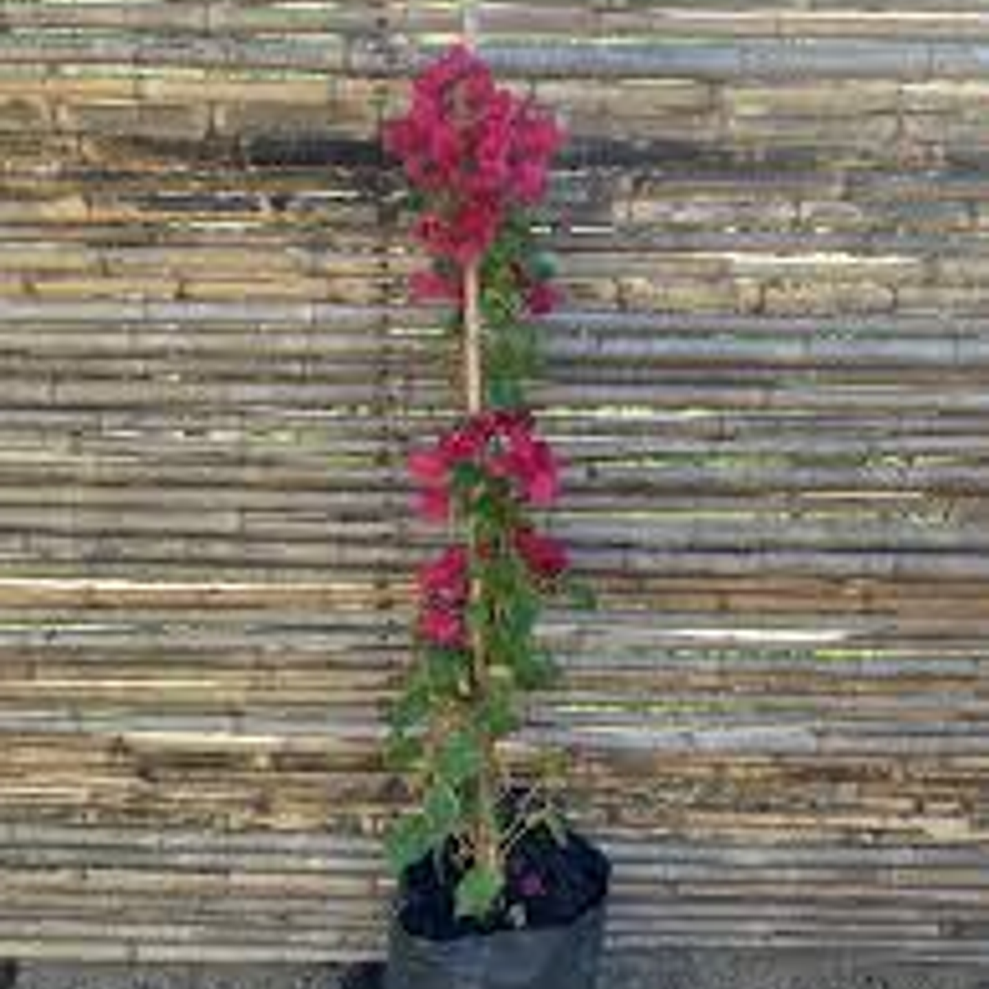 Plantas RV - Bugambilia tamaño L (solo retiro en tienda)  1