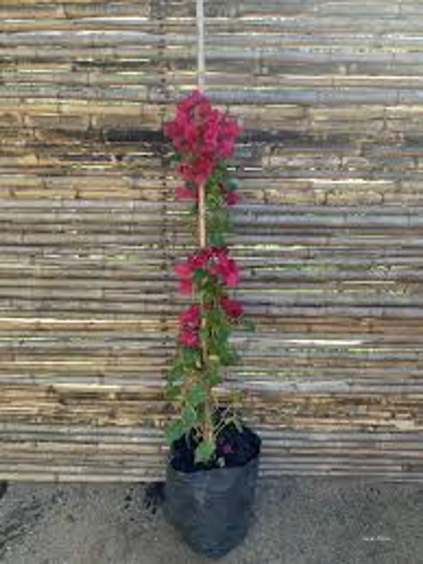 Plantas RV - Bugambilia tamaño L  1