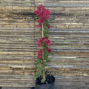 Plantas RV - Bugambilia tamaño L (solo retiro en tienda) 