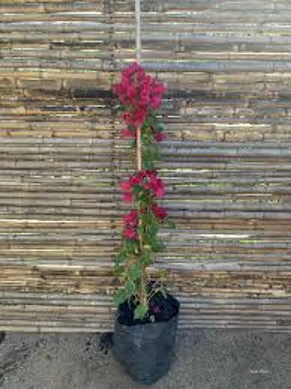 Plantas RV - Bugambilia tamaño L  1