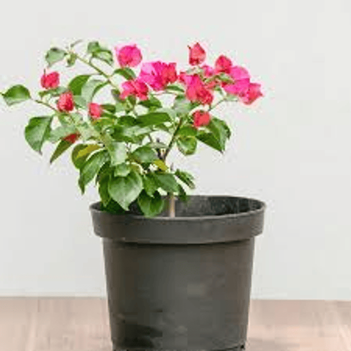 Plantas RV - Bugambilia tamaño M  1