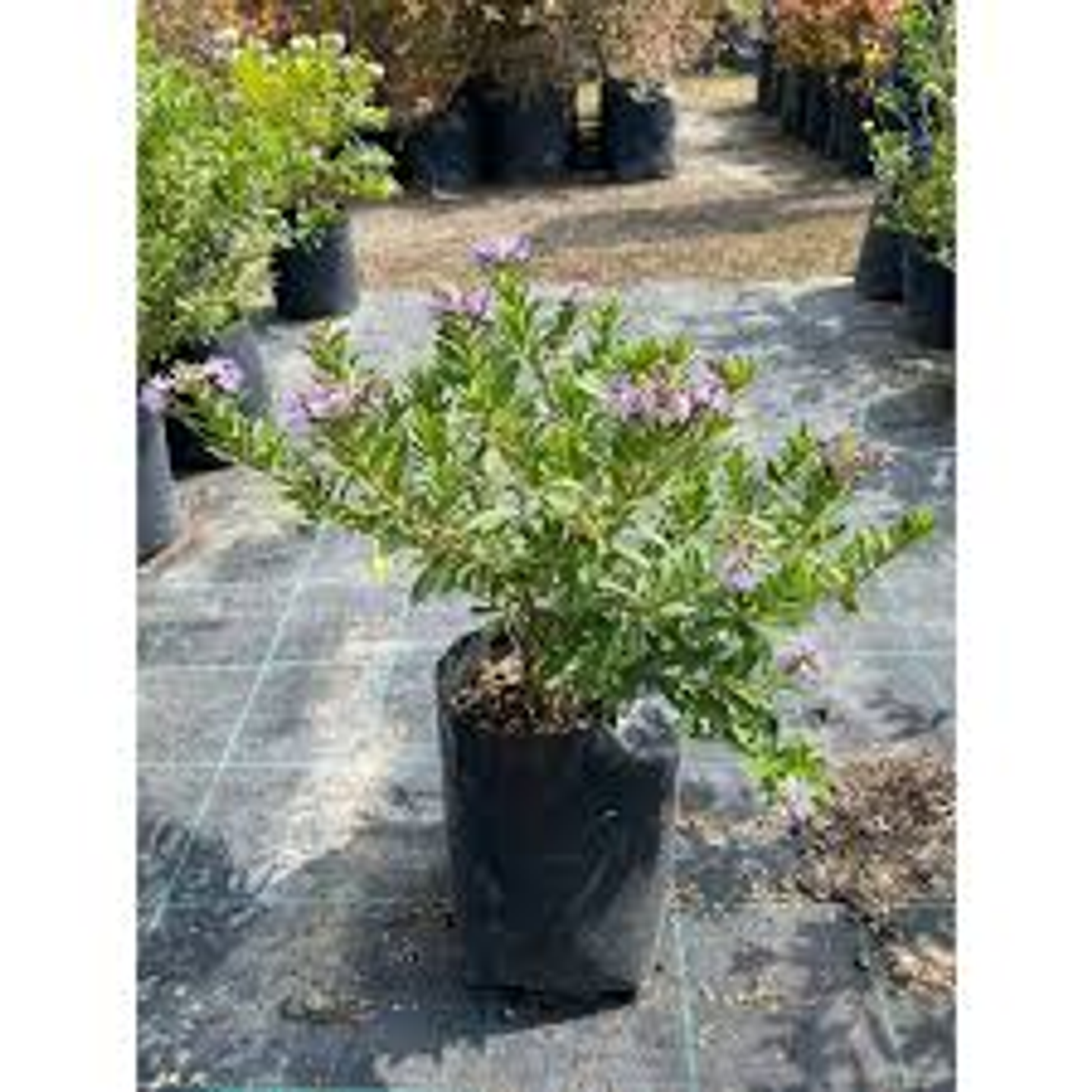 Plantas RV - Veronica tamaño L  1