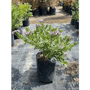 Plantas RV - Veronica tamaño L 