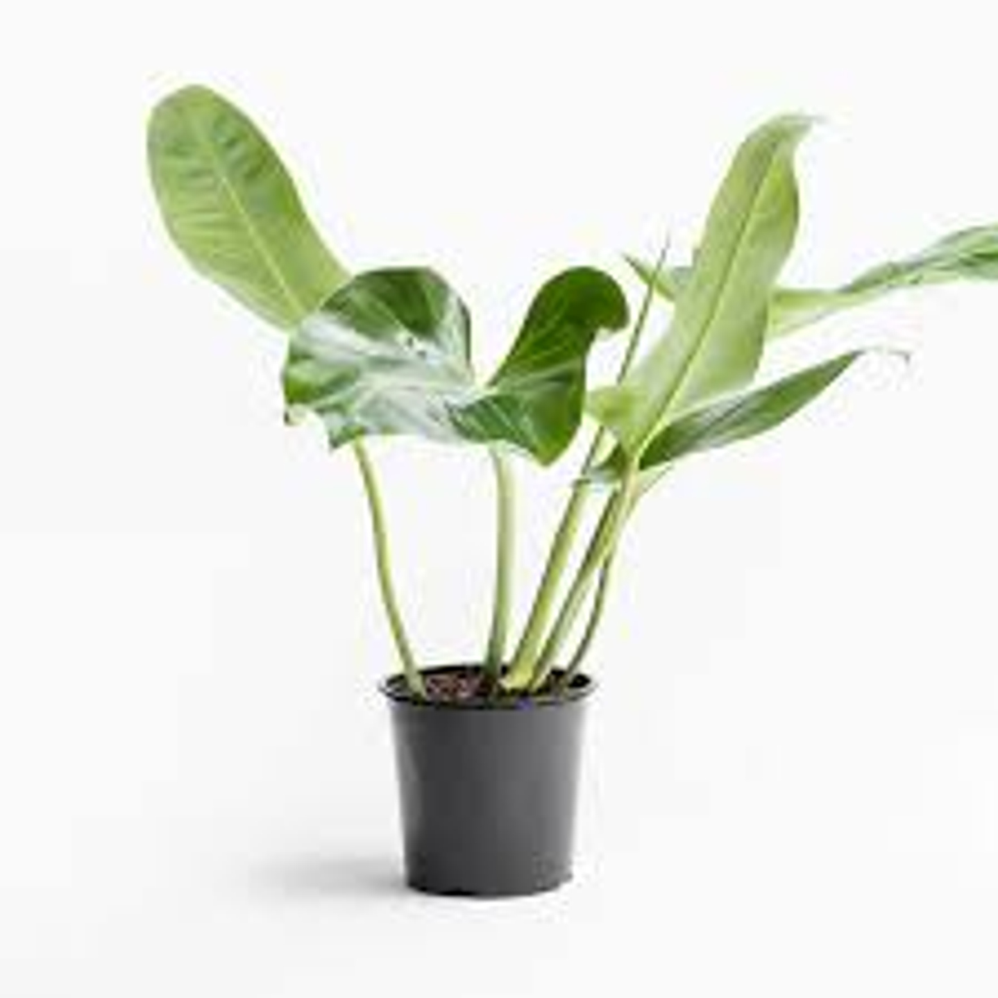 Plantas RV - Longifolio tamaño XL  1