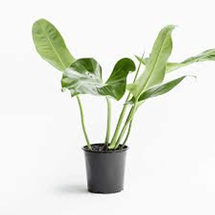 Plantas RV - Longifolio tamaño XL 