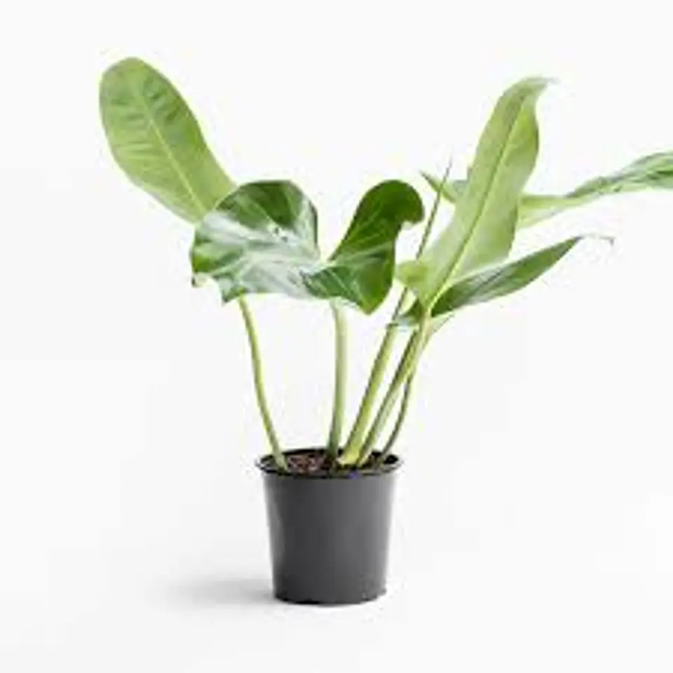 Plantas RV - Longifolio tamaño XL  1