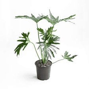 PLANTAS RV - FILODENDRO PARAGUAYO TAMAÑO L (solo retiro en tienda)