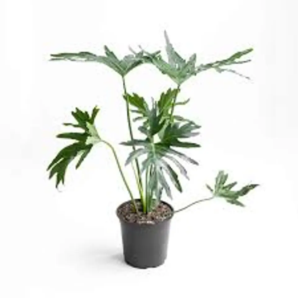 PLANTAS RV - FILODENDRO PARAGUAYO TAMAÑO L (solo retiro en tienda) 1