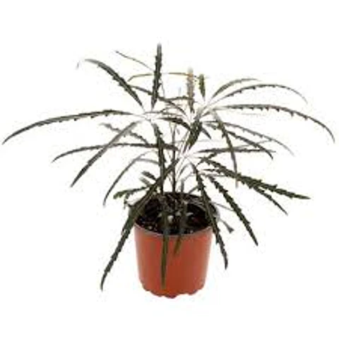Plantas RV - Aralia Elegantisima Tamaño S