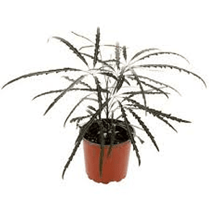 Plantas RV - Aralia Elegantisima Tamaño S