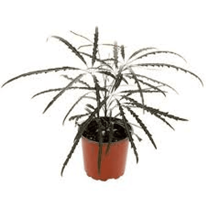 Plantas RV - Aralia Elegantisima Tamaño S 1