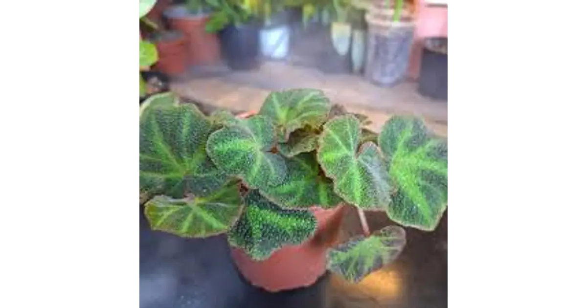 Plantas RV - Begonia guata de rana