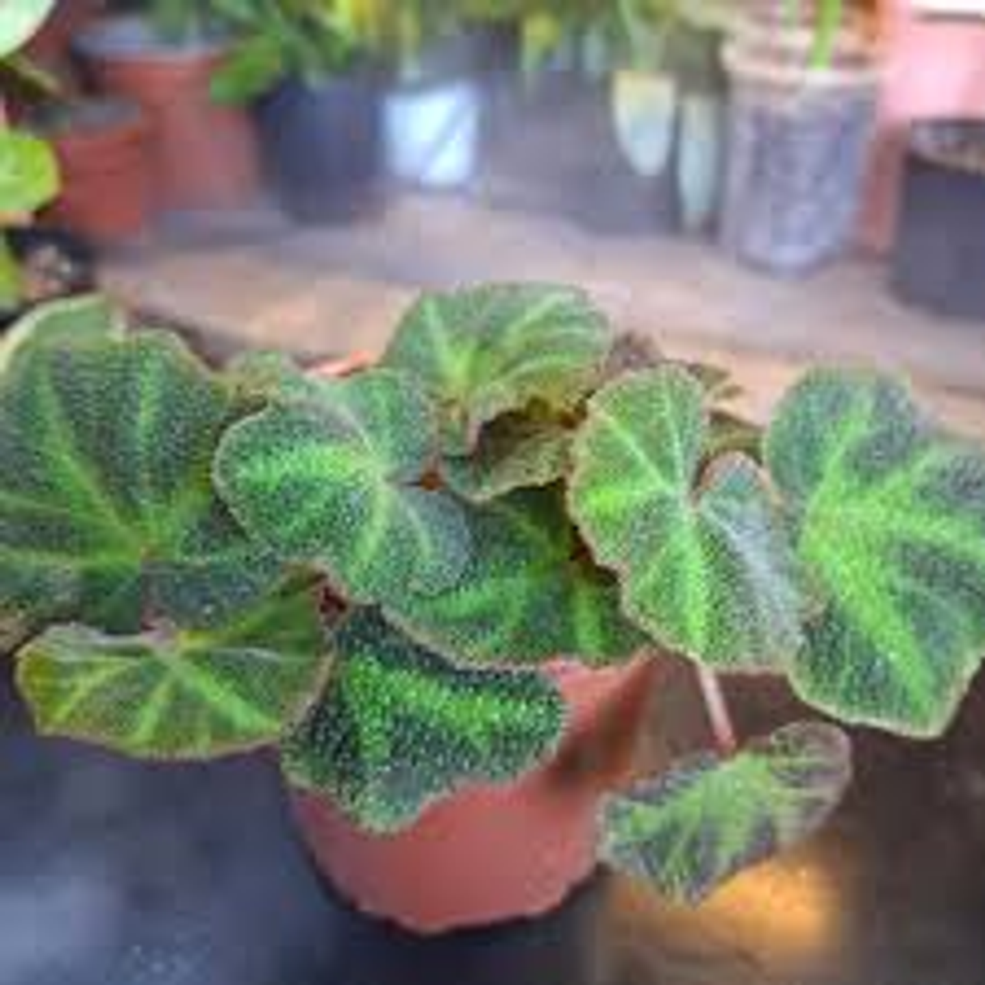 Plantas RV - Begonia guata de rana 1