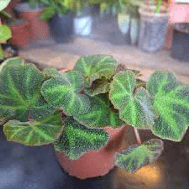 Plantas RV - Begonia guata de rana 1