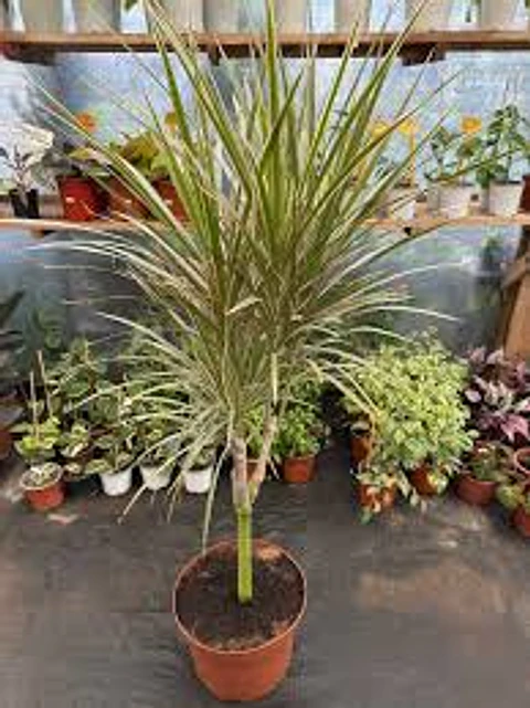 Plantas RV - Dracena Colorama tamaño XL (Retiro en tienda)
