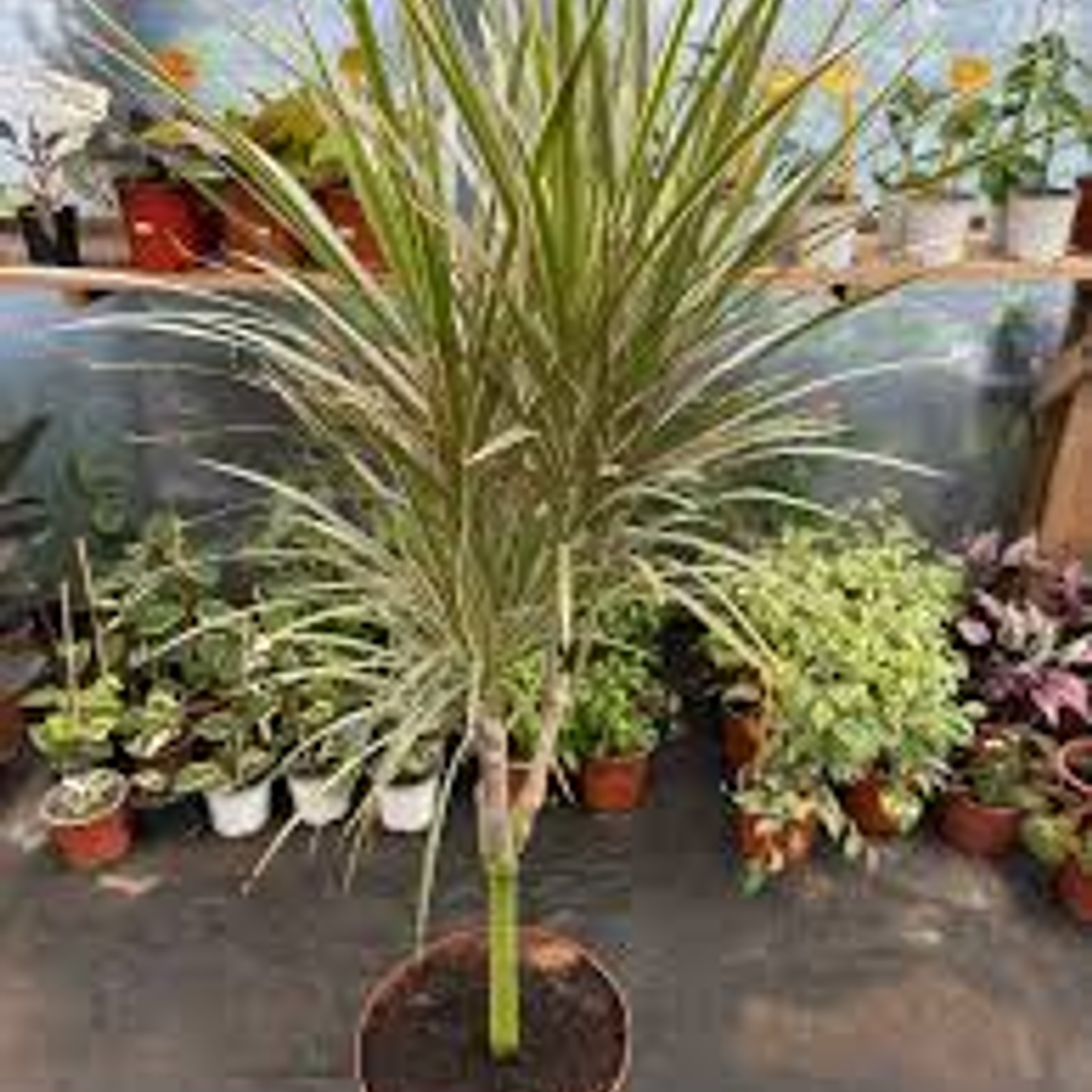 Plantas RV - Dracena Colorama tamaño XL (Retiro en tienda) 1