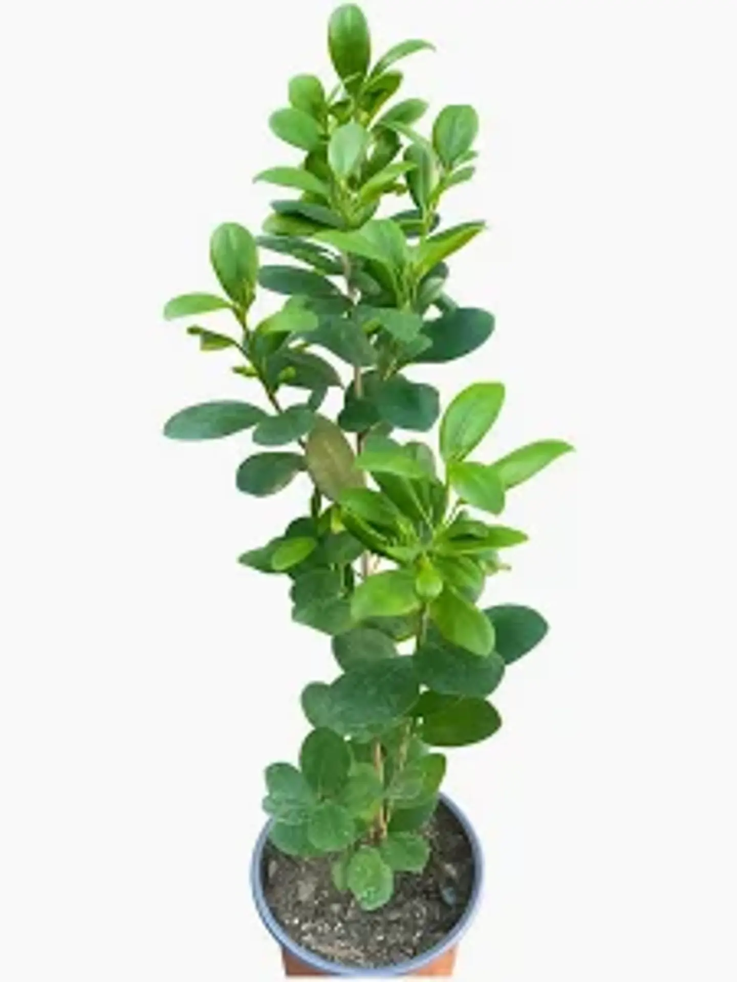 Plantas RV - Ficus Moclame tamaño M (Solo retiro en tienda)  1