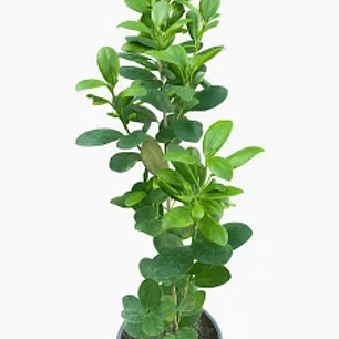 Plantas RV - Ficus Moclame tamaño M (Solo retiro en tienda) 