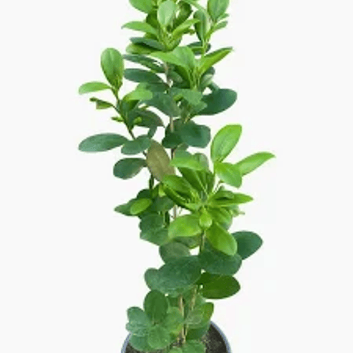 Plantas RV - Ficus Moclame tamaño M (Solo retiro en tienda)  1