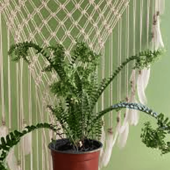 Plantas RV - Helecho manito tamaño M  1