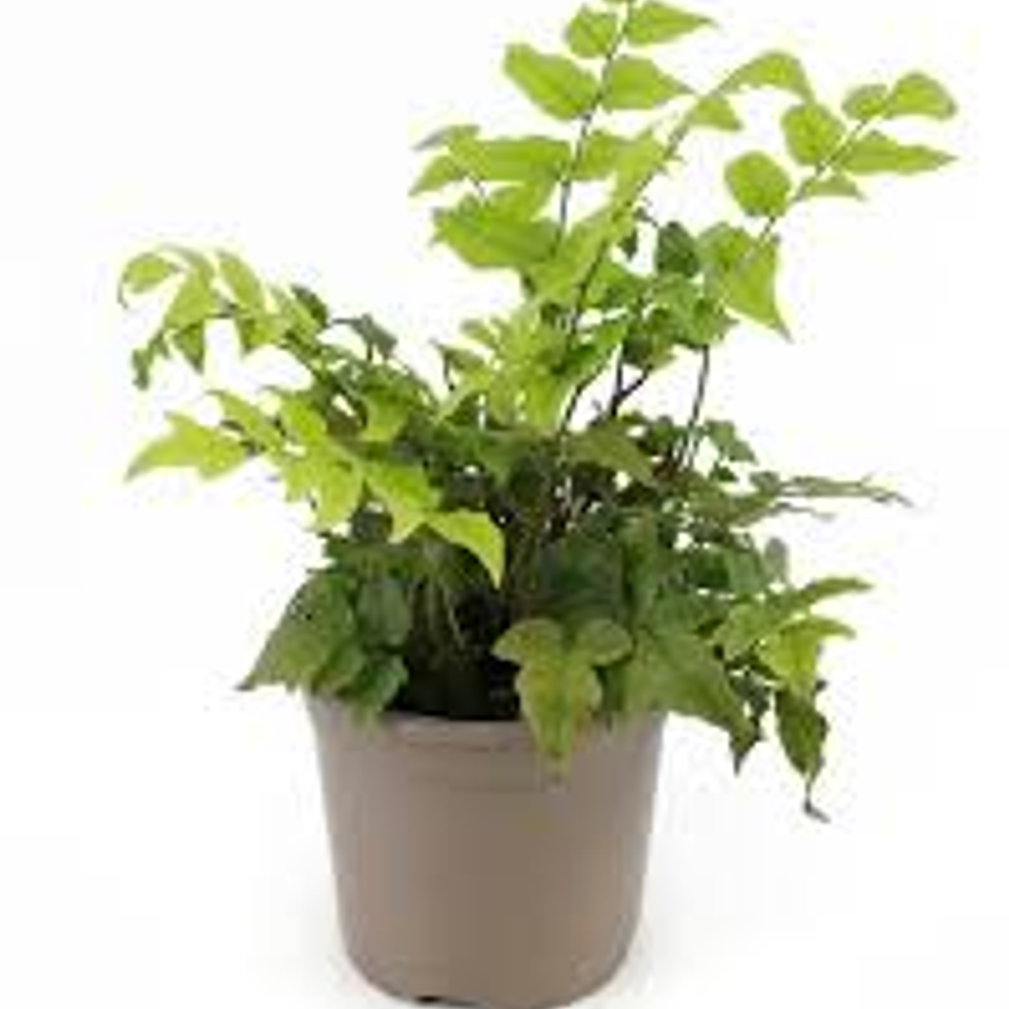 Plantas RV - Helecho Avellano tamaño M  1