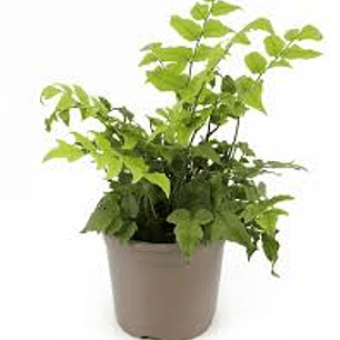 Plantas RV - Helecho Avellano tamaño M 