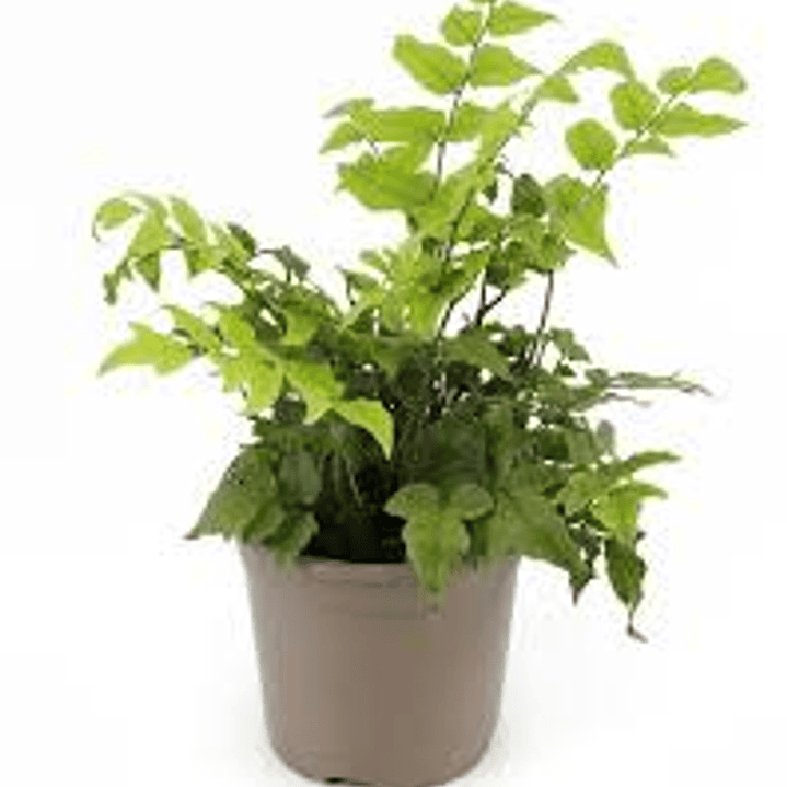 Plantas RV - Helecho Avellano tamaño M  1