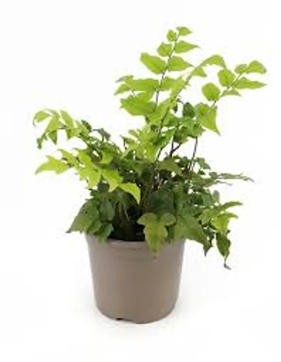 Plantas RV - Helecho Avellano tamaño M  1