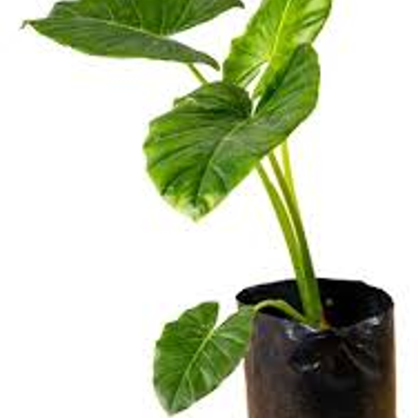 Plantas RV - Manto de Eva tamaño M 1