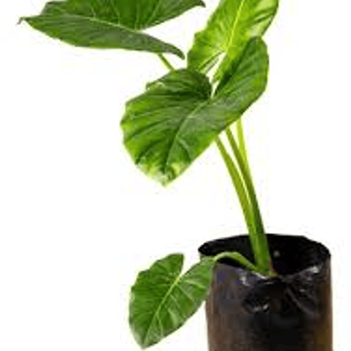 Plantas RV - Manto de Eva tamaño M 1