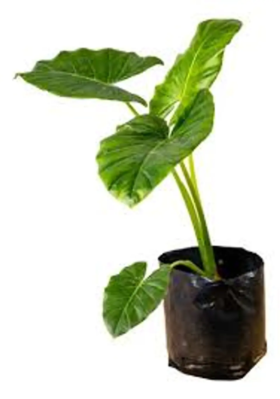 Plantas RV - Manto de Eva tamaño M 1