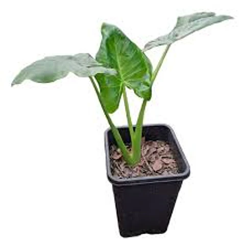 Plantas RV - Manto de Eva tamaño S 