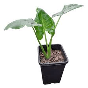 Plantas RV - Manto de Eva tamaño S 