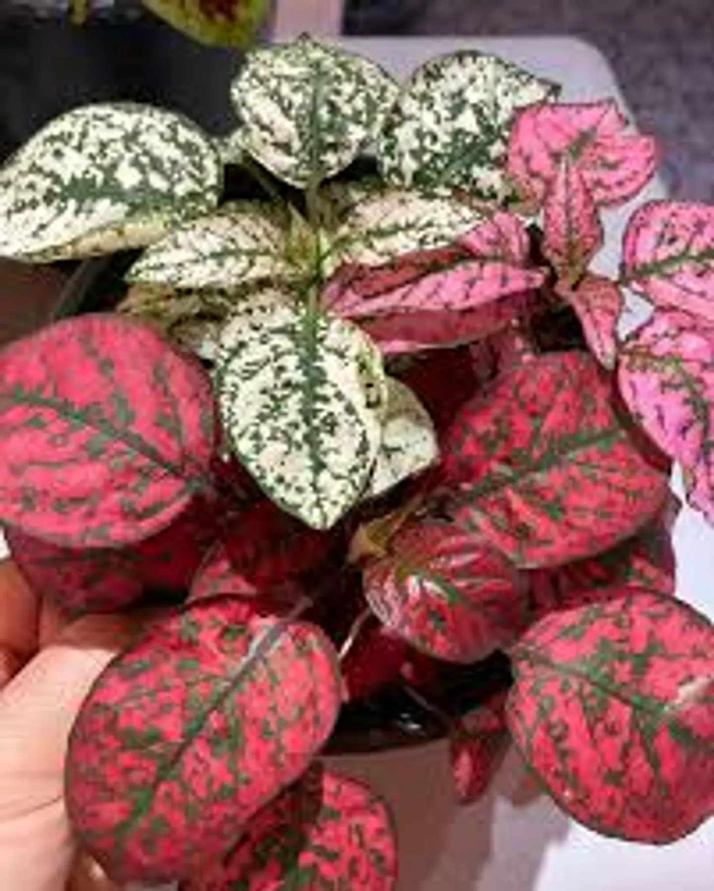 Plantas RV - Hypoestes tres colores tamaño M 1
