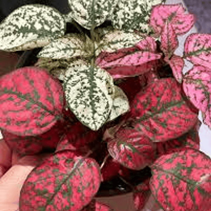 Plantas RV - Hypoestes tres colores tamaño M 1